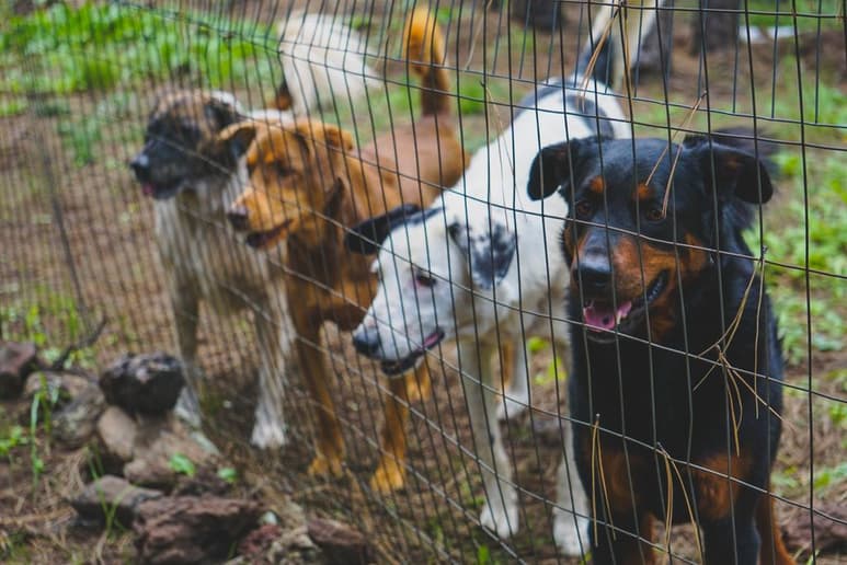 Acumular animales no es sano para la mascota ni para el dueño. (ESPECIAL)