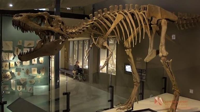 A un paleontólogo en California (EUA) se le ocurrió que era posible calcular cuántos Tiranosaurios rex hubo y con su equipo ha creado un método que podría usarse para estimar la población de otras especies extintas, según un artículo que publica la revista estadounidense Science. (ESPECIAL)