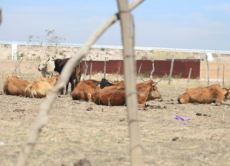 Prevén una menor producción agrícola y encarecimiento de bienes debido a la falta de agua. (ARCHIVO)