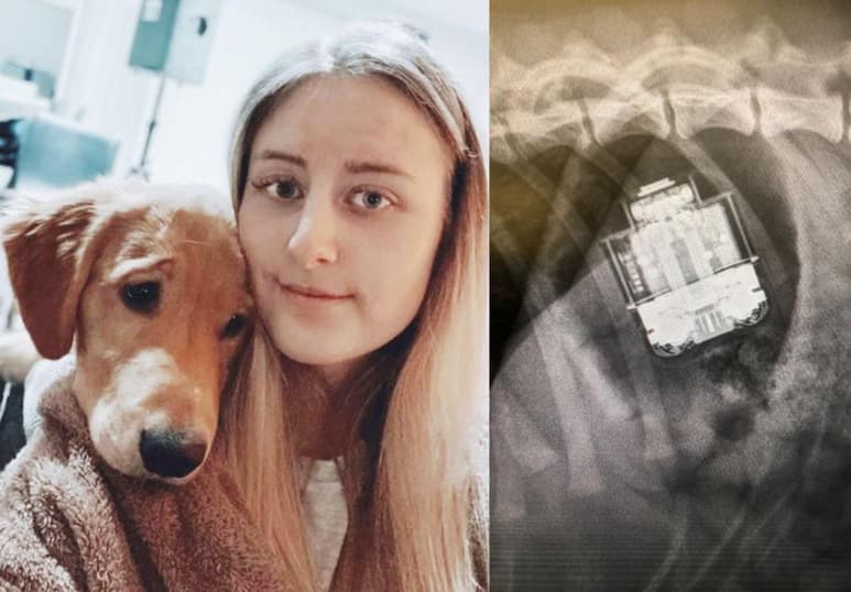 El perro pasó la noche con el veterinario, pero regresó a casa al siguiente día. (INTERNET)