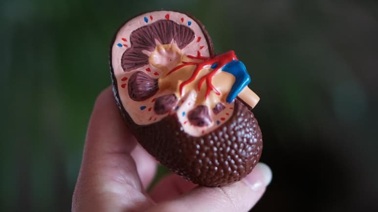 ¿Sabes para qué sirven los riñones? Estos órganos en forma de frijol filtran los desechos de la sangre y eliminan el exceso de líquido en el cuerpo; asimismo, expulsan los ácidos producidos en las células, manteniendo un equilibrio en los niveles de agua, sales y minerales del torrente sanguíneo, explica el Instituto Nacional de la Diabetes, las Enfermedades Digestivas y del Riñón (NIDDK) de los Estados Unidos. (Especial)