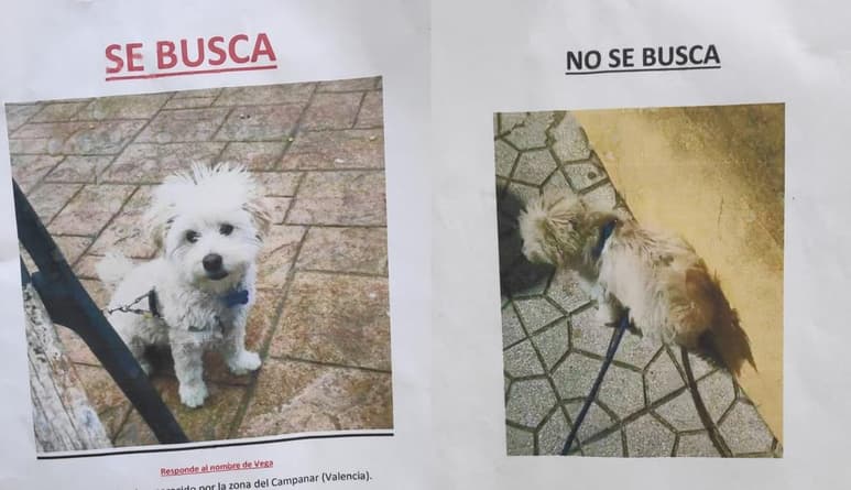 La custodia del perro ha desatado una pelea entre la expareja a través de carteles que 'buscan' el paradero del animal (ESPECIAL)