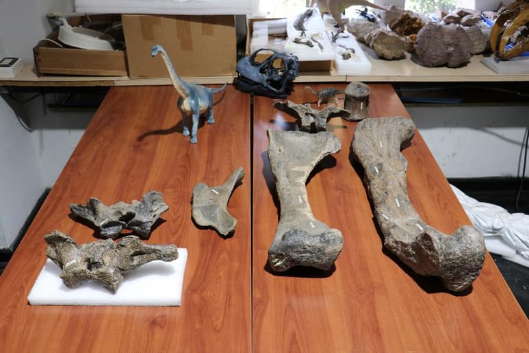 El Ministerio de las Culturas de Chile presentó el hallazgo de una nueva especie de dinosaurio, de 6.3 metros de longitud estimada, que habitó lo que hoy se conoce como la región de Atacama (norte) durante la parte final del periodo Cretácico, entre 80 a 66 millones de años atrás. (ARCHIVO)