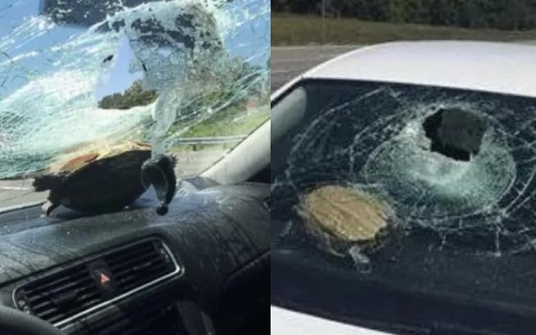 Se piensa que la tortuga fue aventada por otro automóvil y 'salió volando' hasta impactar contra el parabrisas del vehículo donde viajaba la mujer (ESPECIAL)