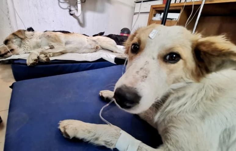Los siete perros que sobrevivieron luchan por sus vidas, aunque podrían resultar con secuelas hepáticas y renales (ESPECIAL)