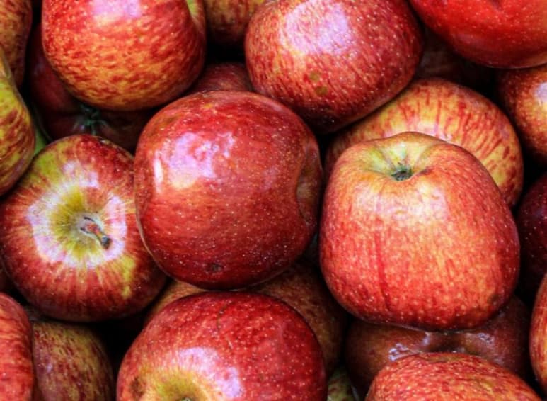 La manzana Gala es una de las variedades con más demanda a nivel mundial. La puedes encontrar en dos colores: rojo intenso y multitonalidad (amarillo casi naranja sobre un fondo amarillo verdoso). (Especial)