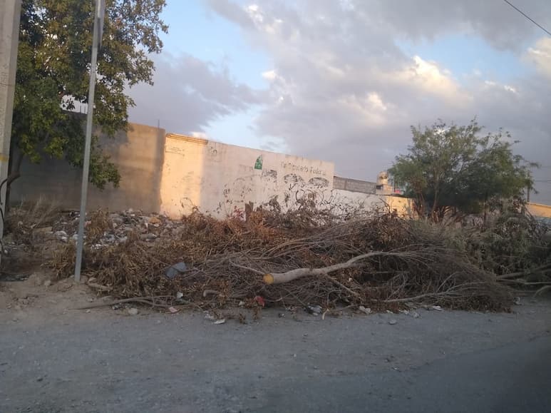 Los árboles eran de tamaño mediano y fueron tirados en un área entre el bulevar México y la calle Buenos Aires. (ROBERTO ITURRIAGA)