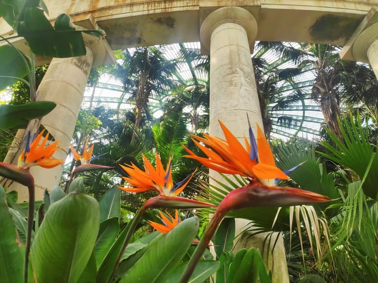 Tras un año escondidas por culpa de la pandemia, las flores y plantas más esplendorosas de Bélgica, los naranjos, camelias o palmeras que desde el siglo XIX se extienden por los invernaderos y jardines del palacio del rey de los belgas, recuperan su tradicional cita anual con la plebe. (ARCHIVO)