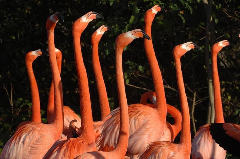 El Zoológico de Miami, Florida (EUA), ha creado un grupo de trabajo con científicos para 'ayudar' a la recuperación de la población de flamencos nativos del estado y 'garantizar su hábitat', anunció la institución. (ARCHIVO)