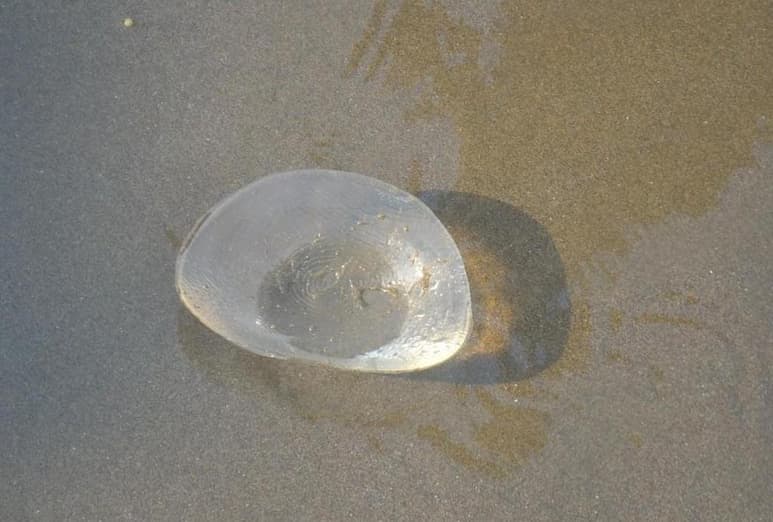 Lo que creían era una 'criatura marina' fue encontrada en la orilla de la playa (FACEBOOK)