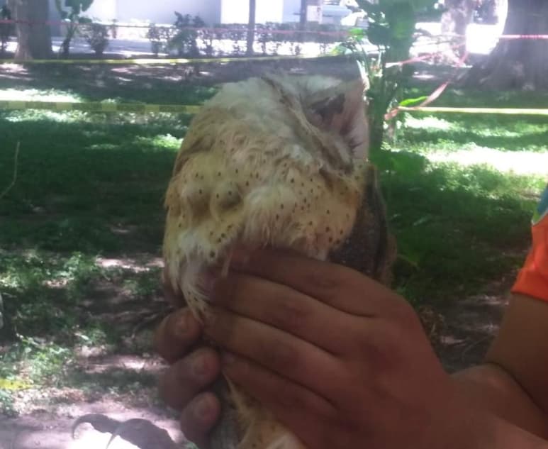 La Dirección de Medio Ambiente y Protección Civil en Lerdo, realizó el rescate de una ave Lechuza de Campanario en el Parque Victoria, el ave presentaba signos de vida, sin embargo el personal de la dependencia se percató sobre su poca visión que le impedía realizar su vuelo. (DIANA GONZÁLEZ)