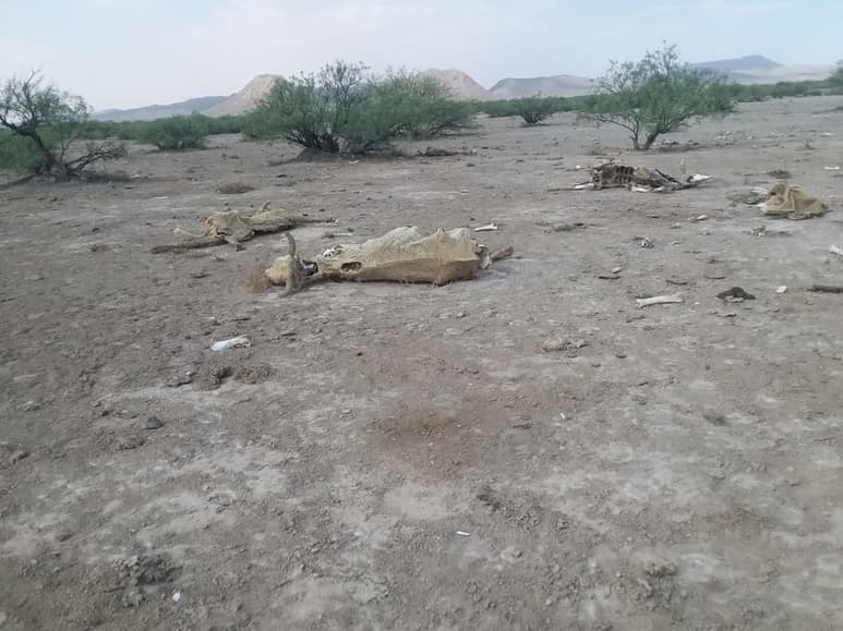 La mortandad de ganado para el mes de junio podría llegar a sobrepasar las 200 mil cabezas. (EL SIGLO DE TORREÓN)