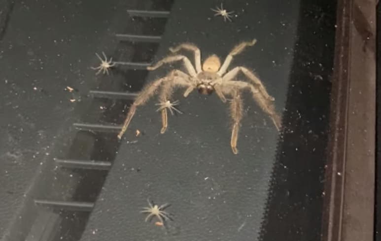 Las arañas 'Huntsman' no son peligrosas para los humanos (CAPTURA)