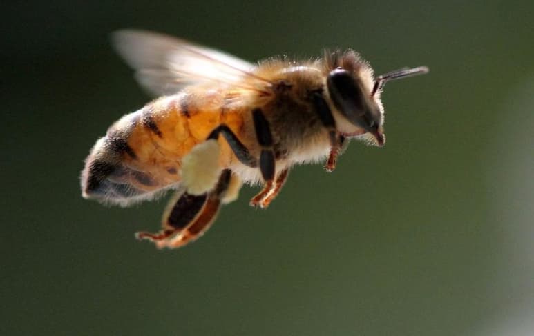 Hacerse una PCR ha sido una experiencia poco agradable para muchos esta pandemia, lo que ha llevado a un grupo de científicos neerlandeses a buscar alternativa de diagnóstico: aprovechar el excelente sentido del olfato de las abejas para que detecten los contagios, haciendo que 'saquen la lengua' cada vez que huelan los cambios que la COVID-19 provoca en el cuerpo humano. (ESPECIAL)