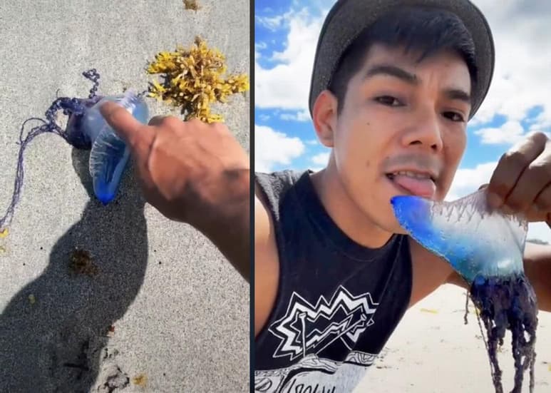 Internautas han respondido al video, explicando lo peligroso que es este animal. (INTERNET)