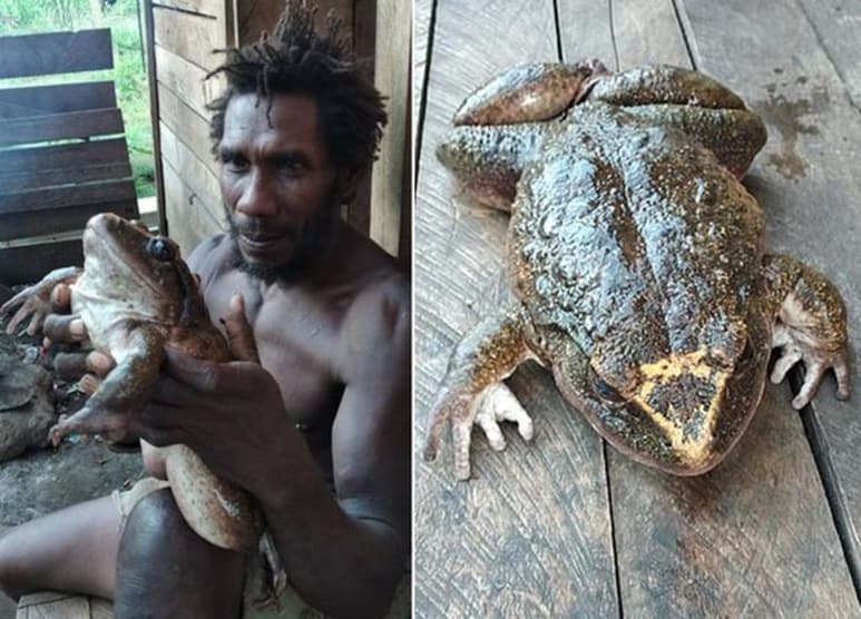 Una especie que se está volviendo rara de encontrar. (INTERNET)