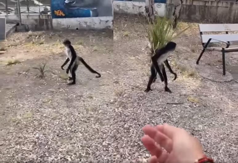 El mono que se presume se escapó del bioparque fue localizado por una mujer que paseaba con su mascota (CAPTURA)