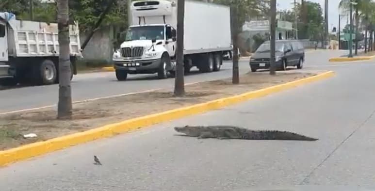 El cocodrilo se dirigía a una laguna cercana a la avenida donde fue visto (CAPTURA)