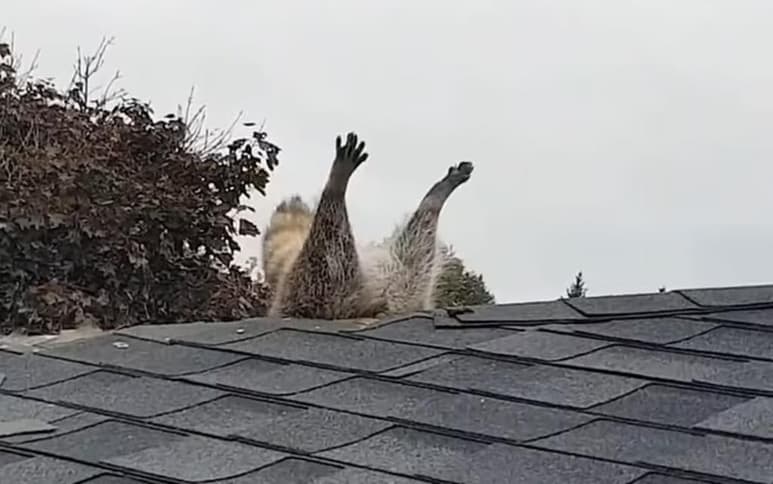 El mapache quedó 'patas arriba' al atorarse en el hueco de una casa en Canadá (CAPTURA)