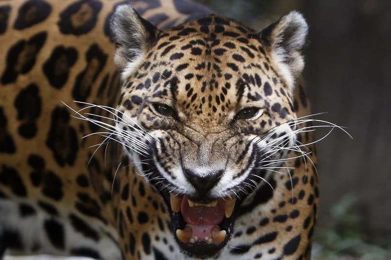 Grupos ambientalistas y científicos de dos universidades quieren que los gerentes de vida silvestre de Estados Unidos consideren reintroducir jaguares al suroeste estadounidense. (ARCHIVO)
