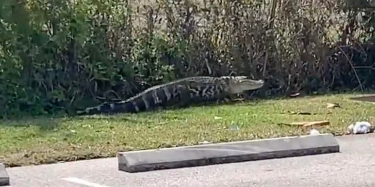 Las autoridades del condado Lee, en el suroeste de Florida (EUA), capturaron a un caimán de 1.8 metros (6 pies) que merodeaba por el estacionamiento de un local de comida rápida de la cadena Wendy's y que incluso empezó a perseguir a clientes, recogen este miércoles medios locales. (ESPECIAL)
