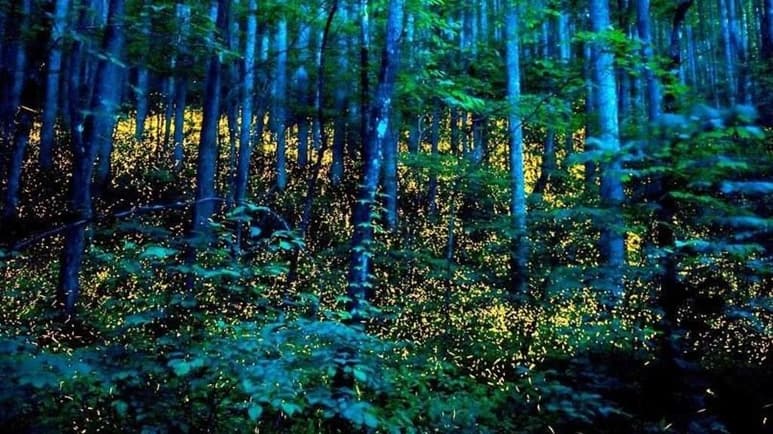 Como cada año, un espectáculo nocturno que parece salido de un cuento de hadas se hará presente en un bosque de Nanacamilpa, Tlaxcala. (Especial)