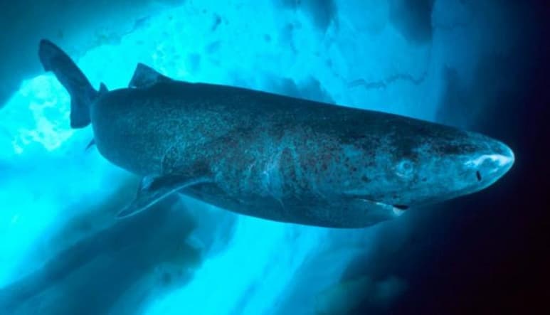 Investigadores de la Agencia Japonesa de Ciencia y Tecnología Marinas y de la Tierra (JAMSTEC) han logrado registrar por primera vez la velocidad de nado del tiburón dormilón del Pacífico (Somniosus pacificus), un ejemplar muy difícil de ver. (ESPECIAL)