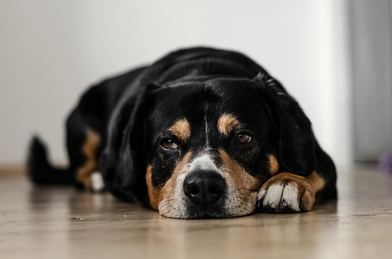 Es importante poner atención en las fechas de vacunación para tu mascota. (ESPECIAL)
