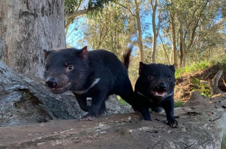Los cachorros se encuentran siendo monitoreados por la organización protectora de animales, Aussie Ark (CAPTURA)
