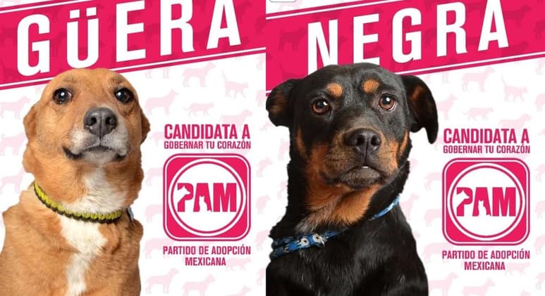 La creativa idea de promover la adopción de perros como si fueran candidatos políticos, 'cautivó' al público en redes sociales (REGUGIO SAN GREGORIO)