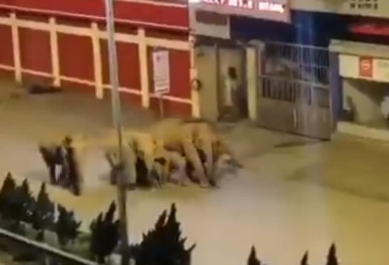 Los elefantes están migrando hacia el norte del país (CAPTURA)