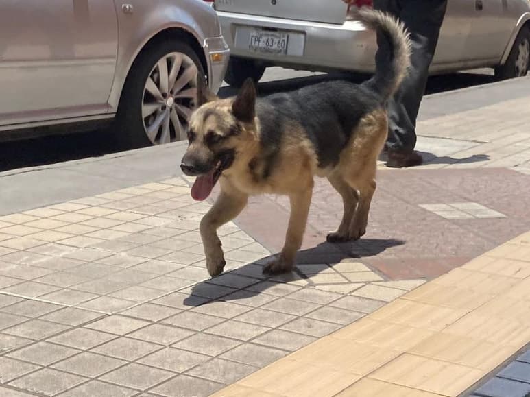 Mientas que las denuncias por maltrato animal se han incrementado en un 40%, la impunidad y falta de atención a estas ya ocasionaron que las personas opten por no actuar ante la autoridad correspondiente, pues a la fecha, por lo menos siete se encuentran estancadas. (ISABEL AMPUDIA)