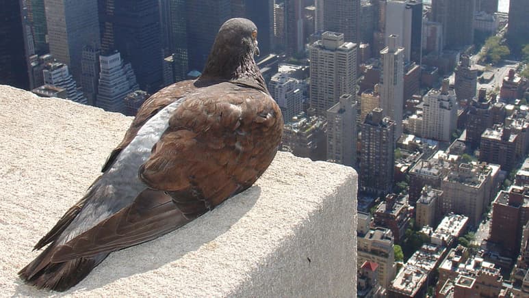 La vida estresante de las ciudades afecta a los genes de los pájaros, según un estudio que publica la revista Nature Communications, que ha comprobado que los ejemplares de los carboneros comunes (Parus major) que viven en la ciudad son genéticamente distintos de los del campo. (ESPECIAL)