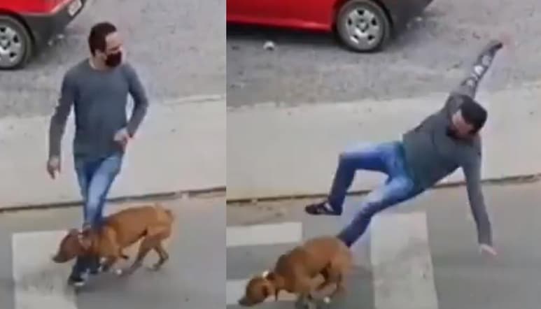 Cuando el hombre se disponía a cruzar la calle, fue sorprendido por el perro que apareció corriendo repentinamente, 'atropellando' y tumbando al sujeto en el acto (CAPTURA)