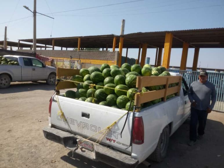 Ahora son los mismos productores quienes se organizan para no permitir que se desplome el precio del melón y la sandía. (EL SIGLO DE TORREÓN)