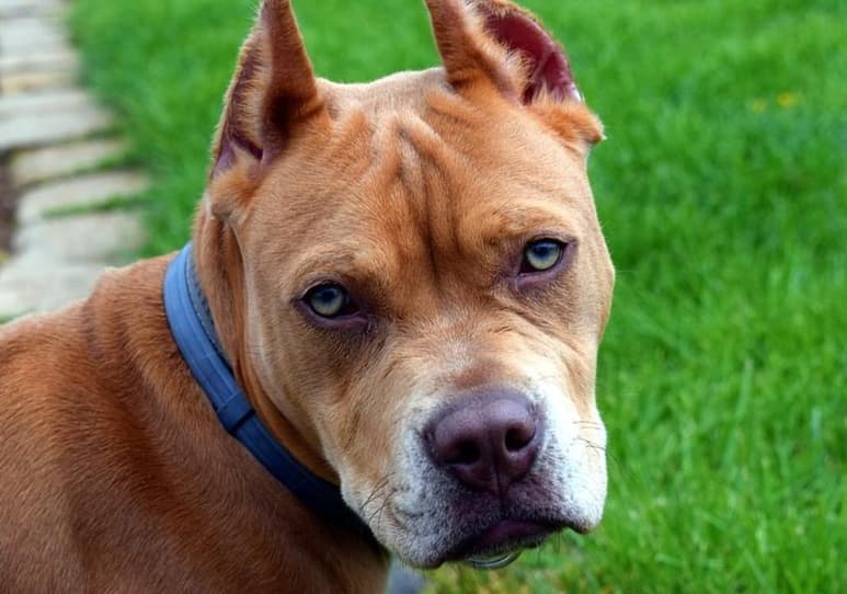 La modificación de la apariencia del animal, como lo es cortarles las orejas y la cola, fue catalogada como una 'práctica cruel' por los integrantes de la 59 Legislatura (ESPECIAL)