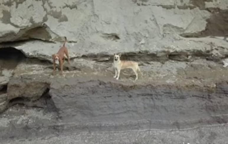 Finalmente tras cuatro días de insistencia en redes sociales por parte de internautas y rescatistas a nivel nacional, autoridades de Puebla lograron salvar a los dos perritos que estaban atrapados al interior del socavón de Puebla. (Especial)