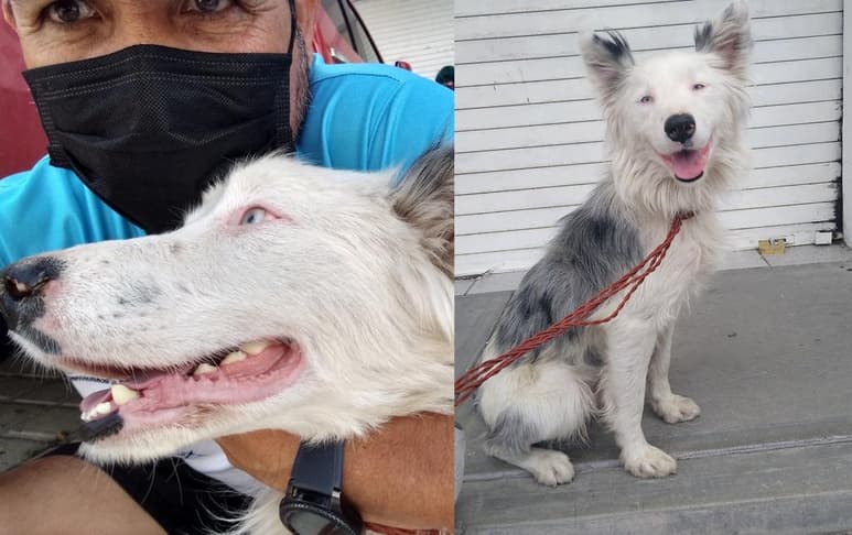 El perro se encontraba solo al momento de acrecerse a la fila de votantes en Querétaro, donde un hombre lo adoptó (TWITTER)