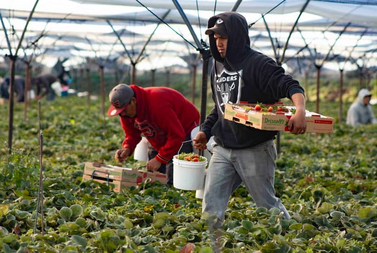 Este grupo de jornaleros migrantes lo conforman entre 4 y 5 millones de personas, entre ellos más de 200 mil adultos mayores. (ARCHIVO)