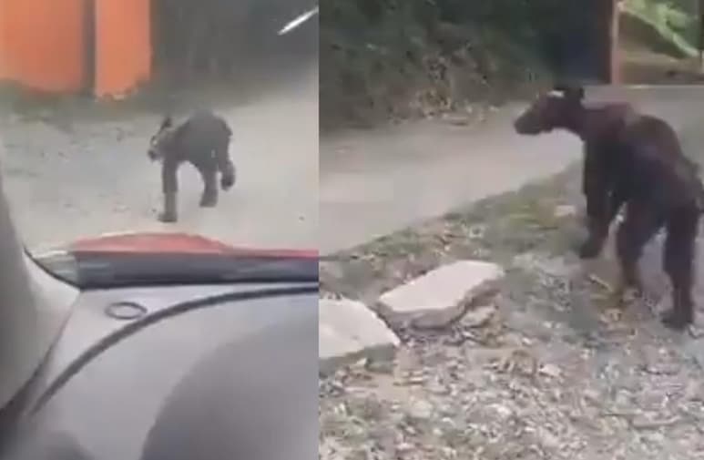 Internautas piden al gobierno del estado que pongan especial atención en los animales silvestres y su salud tras la difusión de las imágenes que muestran al oso aparentemente desnutrido (CAPTURA)