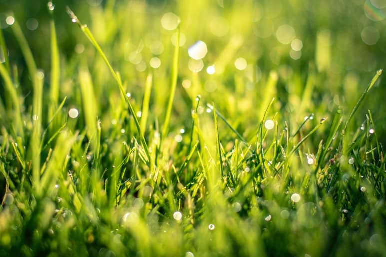 Poda tu jardín con frecuencia, sobre todo cuando comience la temporada de calor. (ESPECIAL)