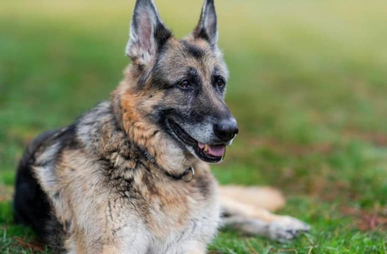 'Champ' fue adquirido por el presidente y la primera dama después de la elección presidencial de 2008 en la que el exsenador de Delaware se convirtió en vicepresidente del gobierno de Barack Obama (2009-2017), y Major fue adoptado en 2018.
(TWITTER)