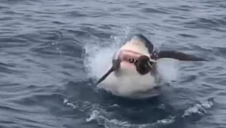 El ave había devorado las colas de atún utilizadas para atraer tiburones (CAPTURA)