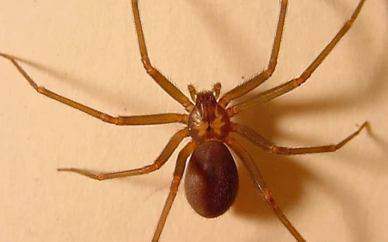 Un hombre de 50 años murió por la mordida de una araña violinista en el municipio de Salvatierra; el veneno dañó sus tejidos, riñones, pulmones y el corazón. (ESPECIAL) 