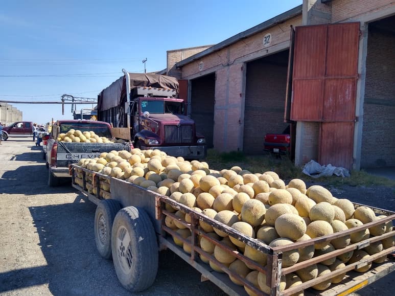 A pocos días de empezar con la venta del melón, ya se registra una drástica caída en el precio. (EL SIGLO DE TORREÓN)