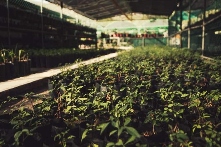 Este vivero cuenta con un programa de protección de cactáceas en peligro de extinción. (CORTESÍA)