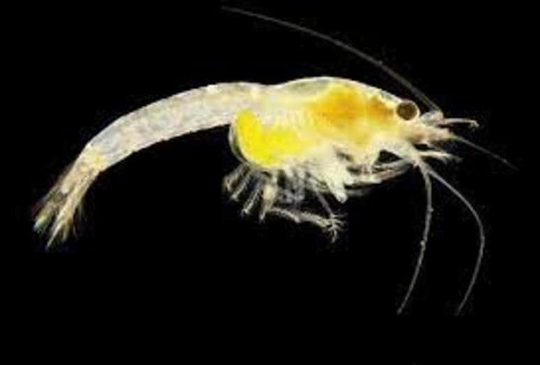Una nueva especie de gamba acaba de ser descubierta por los expertos del zoológico de Viena, a donde estos minúsculos animales llegaron probablemente hace dos décadas junto con piedras procedentes del Pacífico Índico para crear un arrecife artificial. (ESPECIAL)
