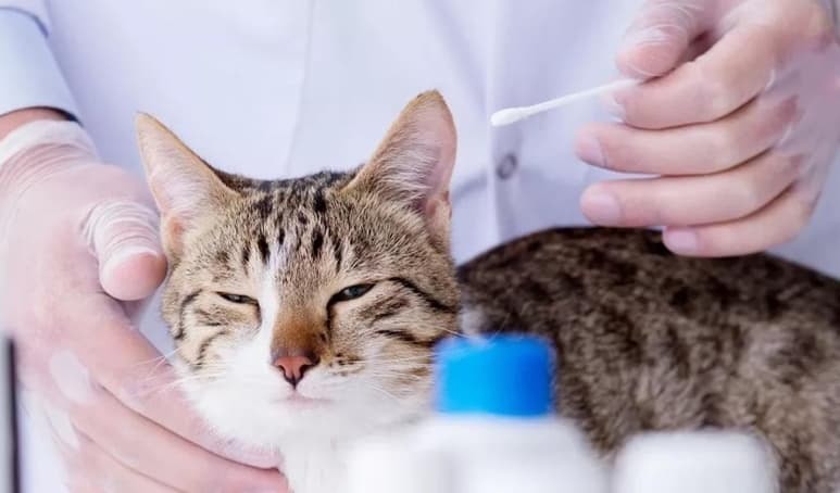 El estudio señala que los gatos que suelen dormir en la cama de sus dueños, aun cuando estos están contagiados de COVID-19, son más propensos a contagiarse del virus (ESPECIAL)