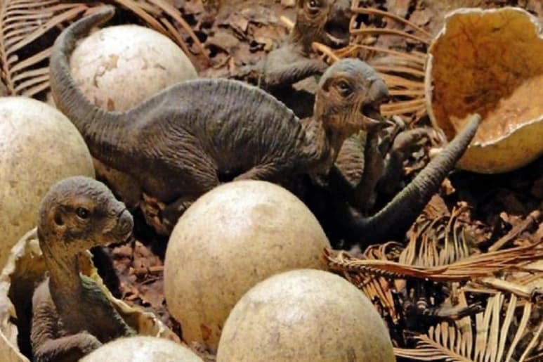 Un equipo de investigadores de EUA ha catalogado de 'guardería prehistórica' de bebés dinosaurios una región del Ártico, en la que han encontrado restos de criaturas en edad primeriza o recién nacidos que frecuentaron esa zona hace 70 millones de años, según un estudio publicado en la revista especializada Current Biology. (ESPECIAL)