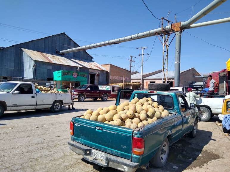 De nueva cuenta los productores se ven obligados a vender muy barato el melón y sandía. (EL SIGLO DE TORREÓN)